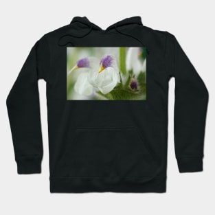 Salvia argentea  Silver sage  Silver clary Hoodie